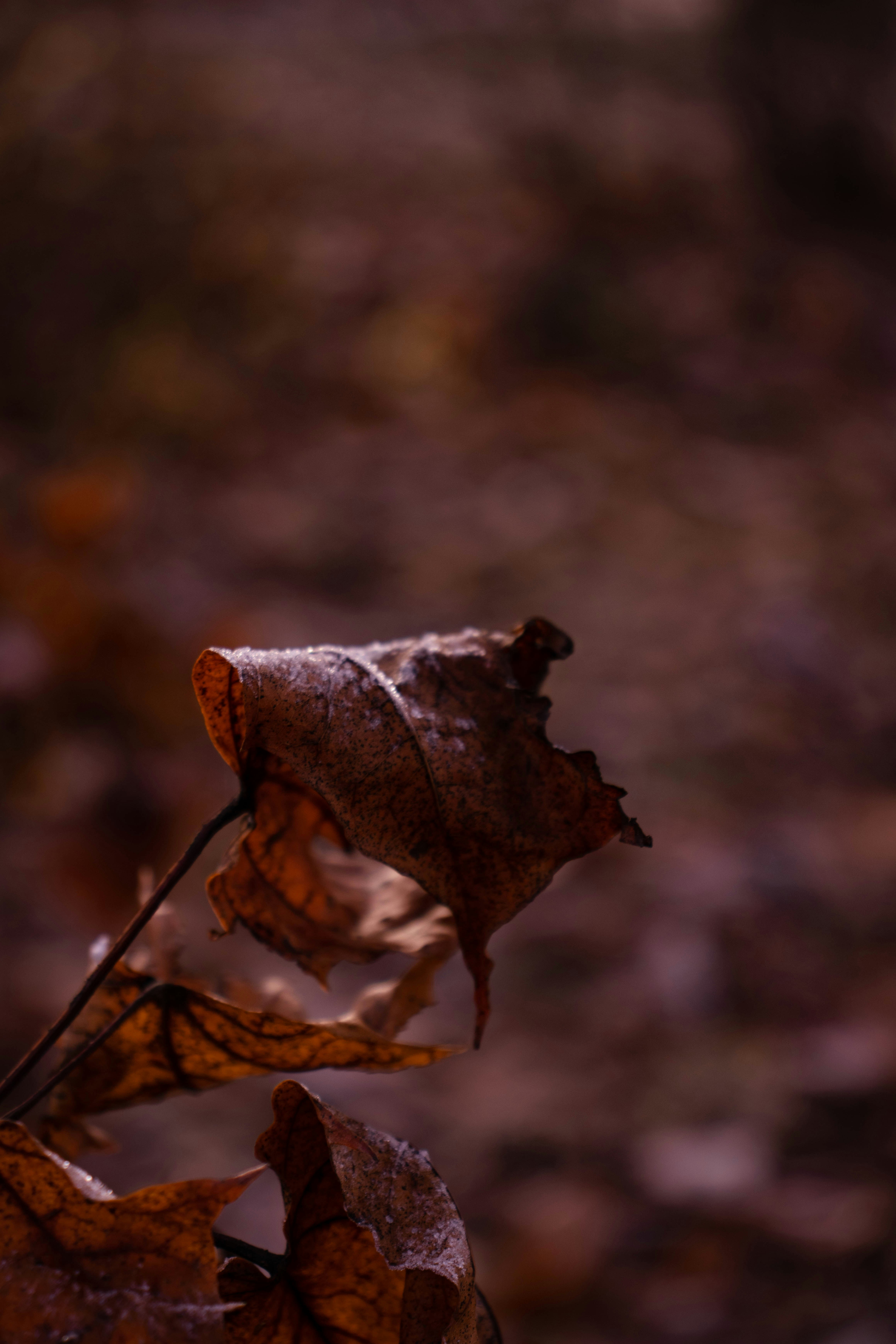 Photo by mihmihfoto