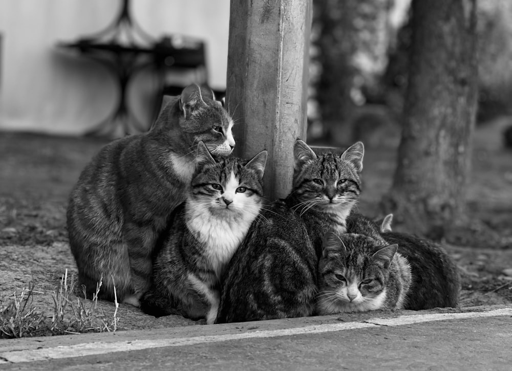 um grupo de gatos sentados um ao lado do outro