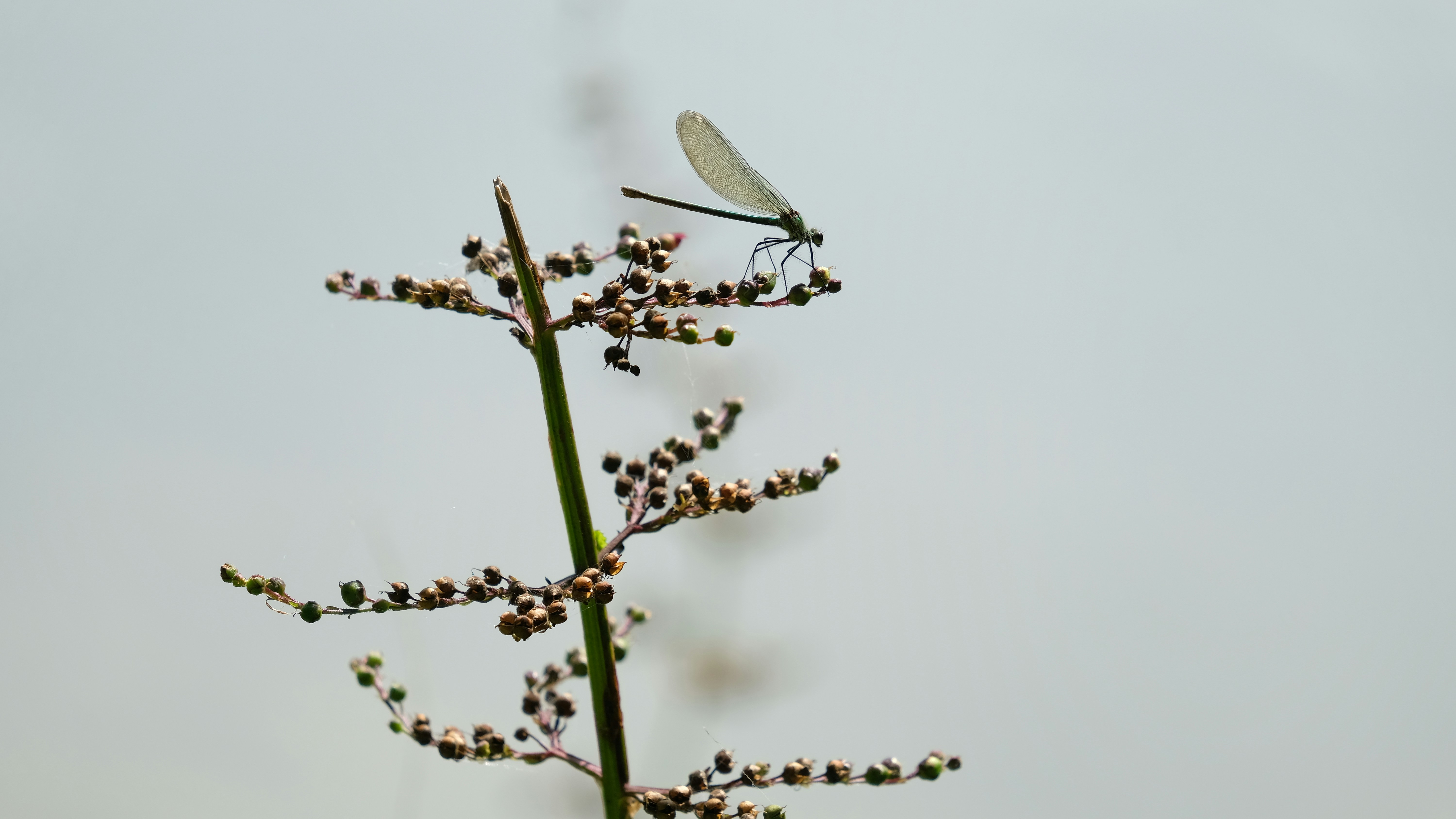 a dragonfly sitting on top of a leafy plant