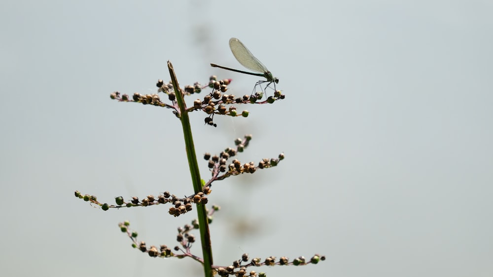 a dragonfly sitting on top of a leafy plant