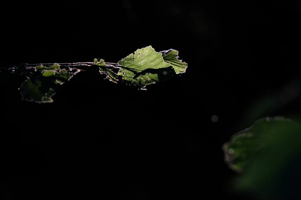 a green leaf on a black background