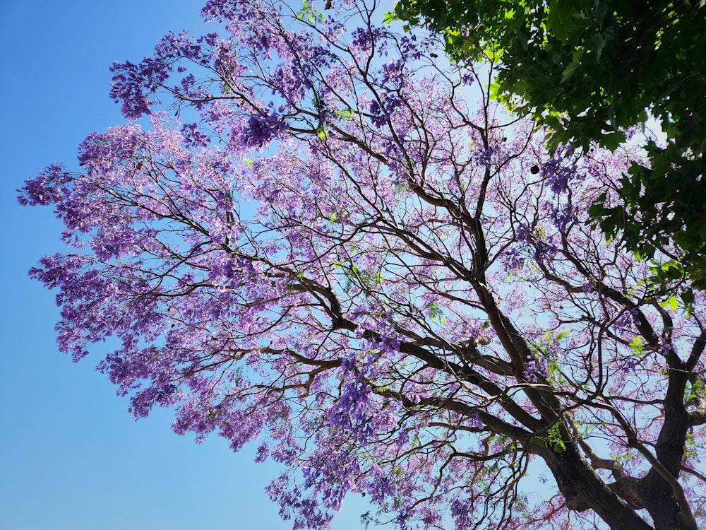 青空に紫色の花を咲かせる大木