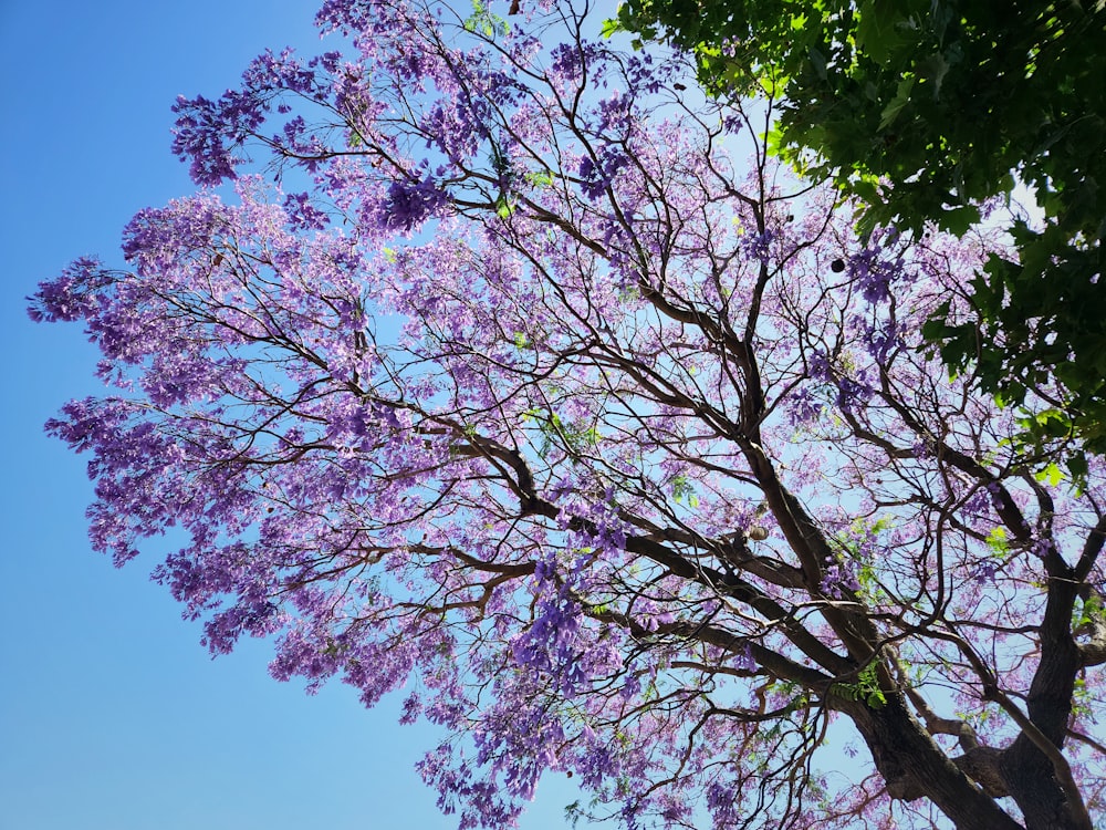 un grande albero con fiori viola davanti a un cielo blu