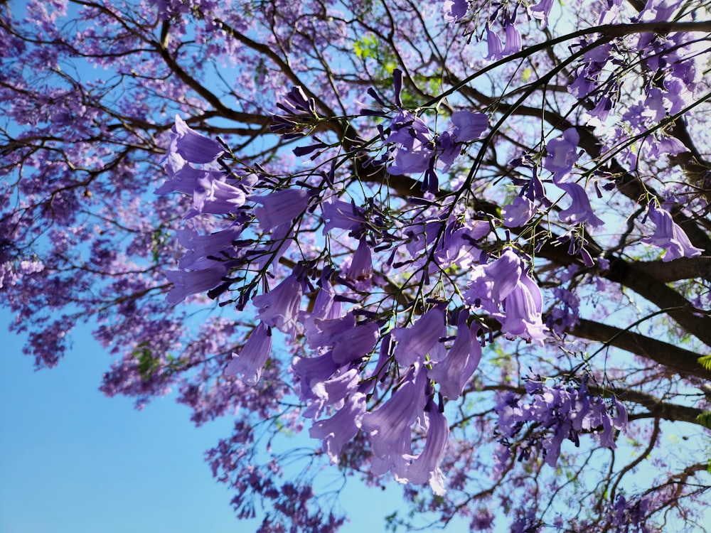 a tree with purple flowers and a blue sky in the background