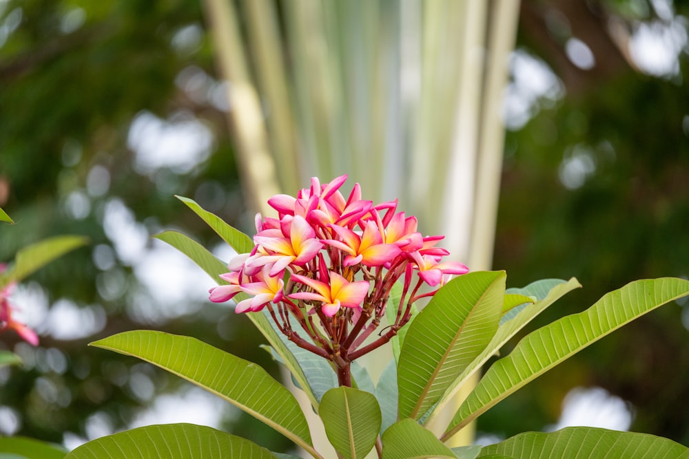 a close up of a flower on a tree