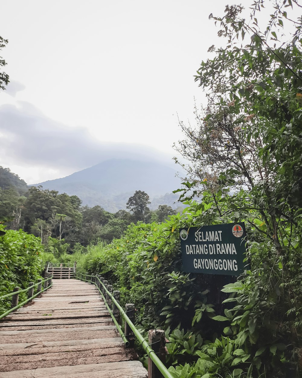 a wooden walkway leading to a lush green forest