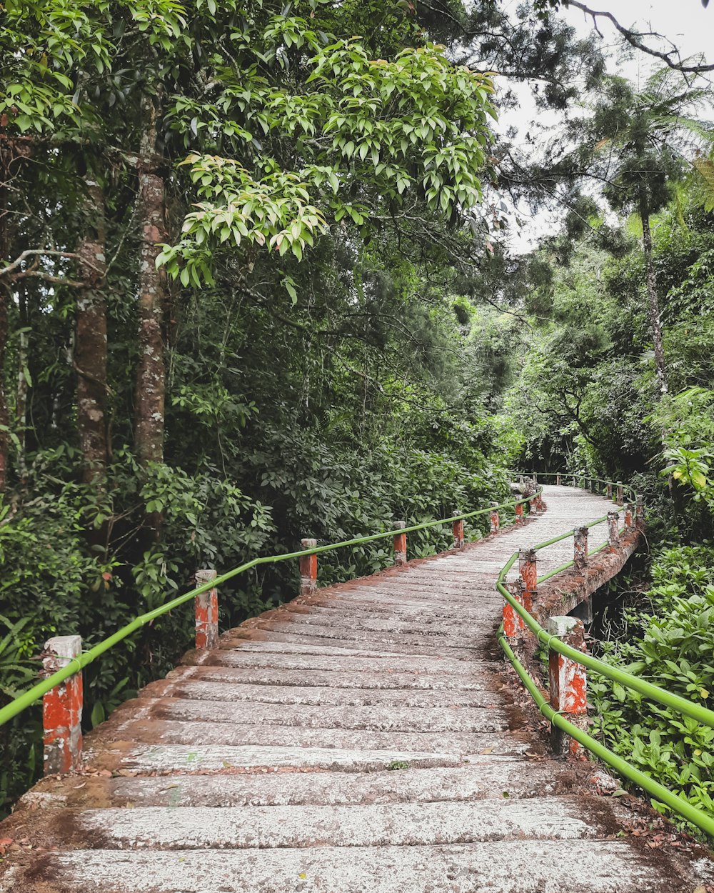 a wooden walkway in the middle of a forest