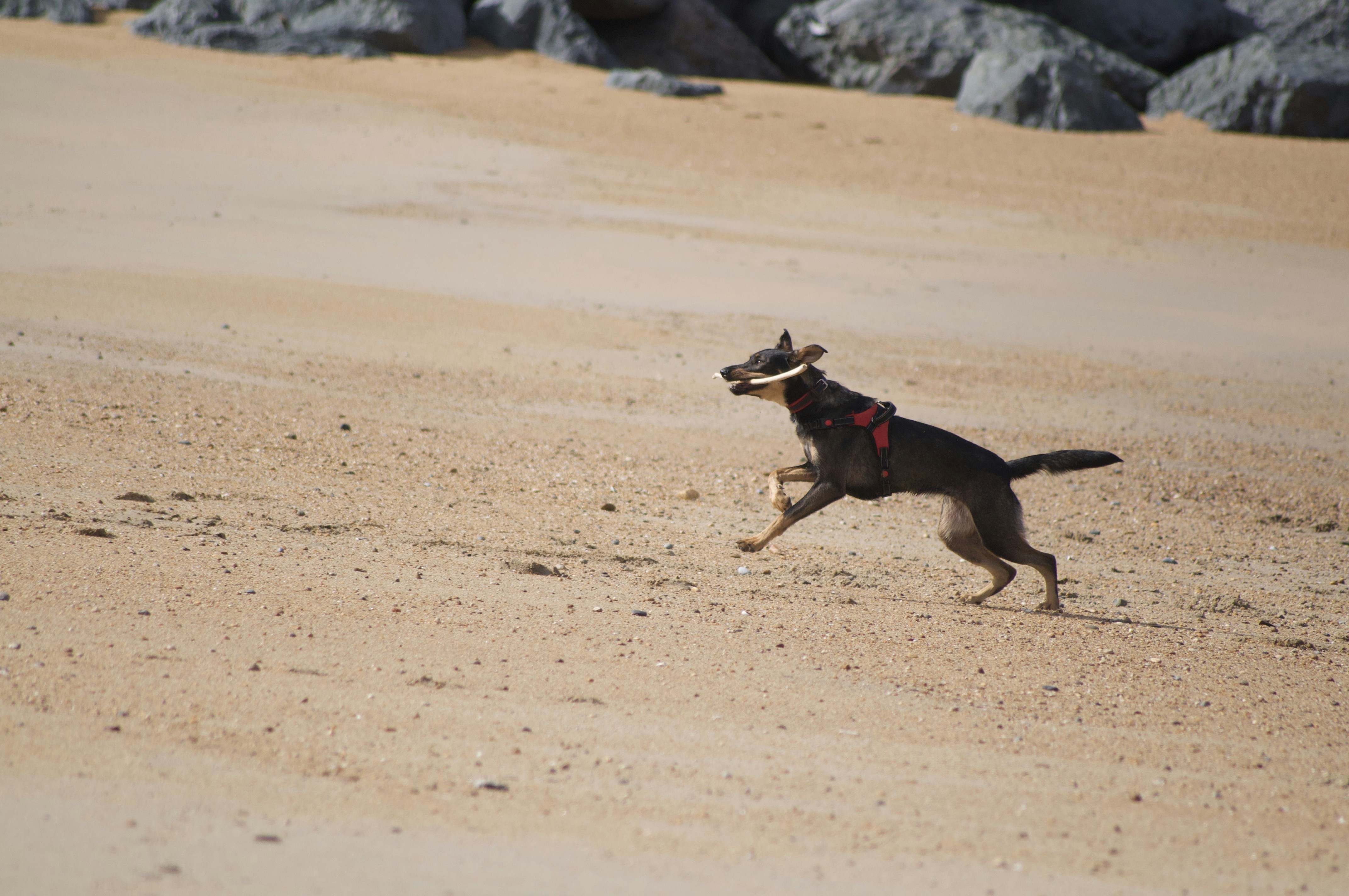 a dog running on the beach with a frisbee in its mouth