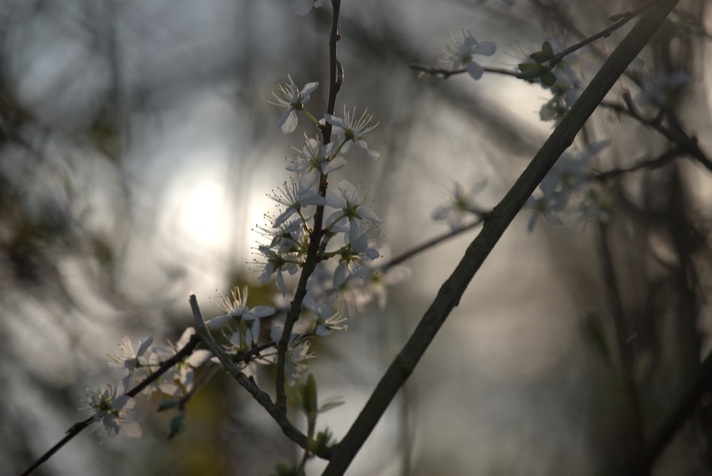 a close up of a tree branch with white flowers