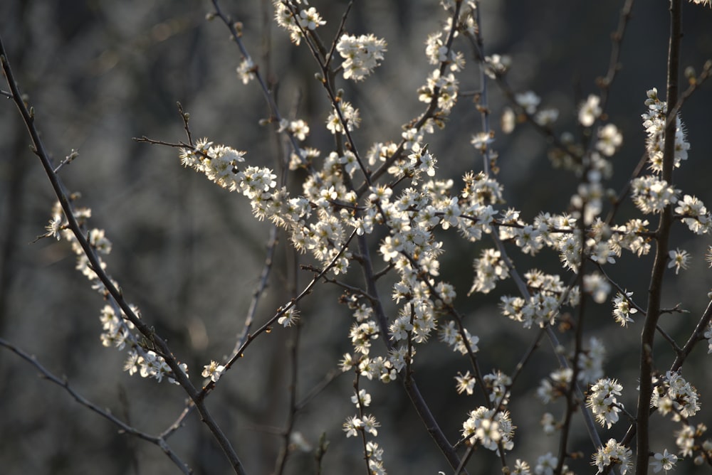 a close up of a tree with white flowers