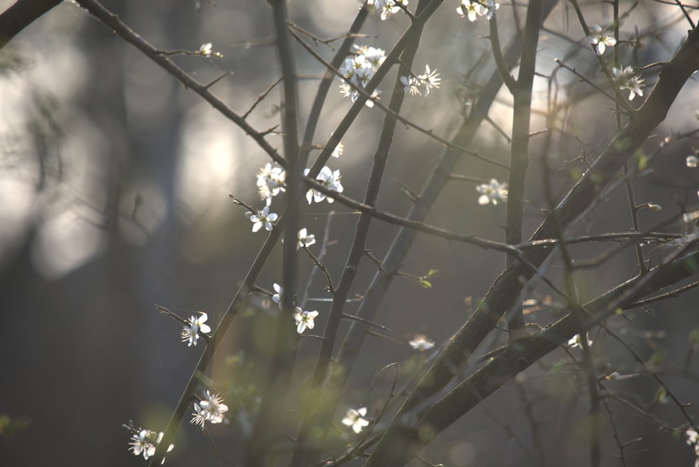 a tree with white flowers in the sunlight