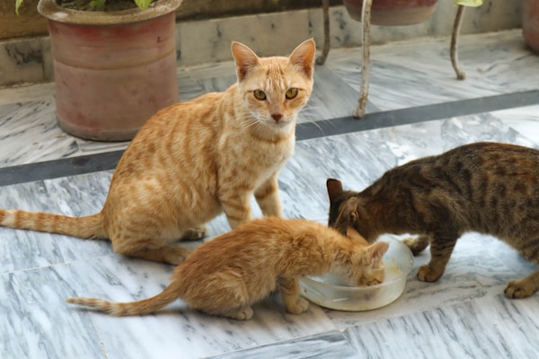 Cat Water Fountain Bowl