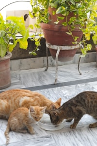 Furbal Fountain Cat Bowl