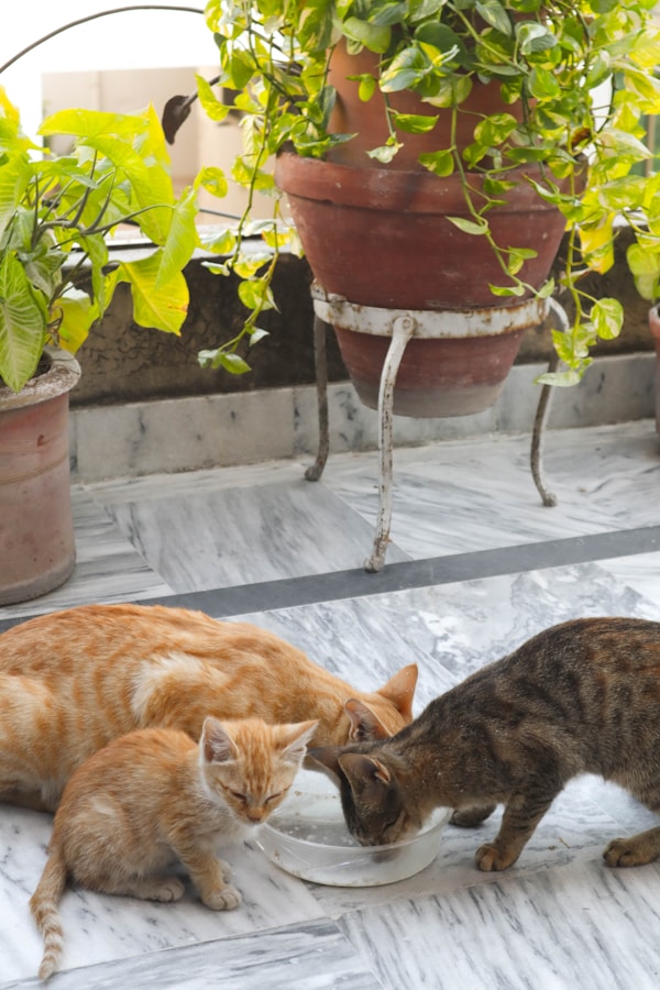 Furbal Fountain Cat Bowl