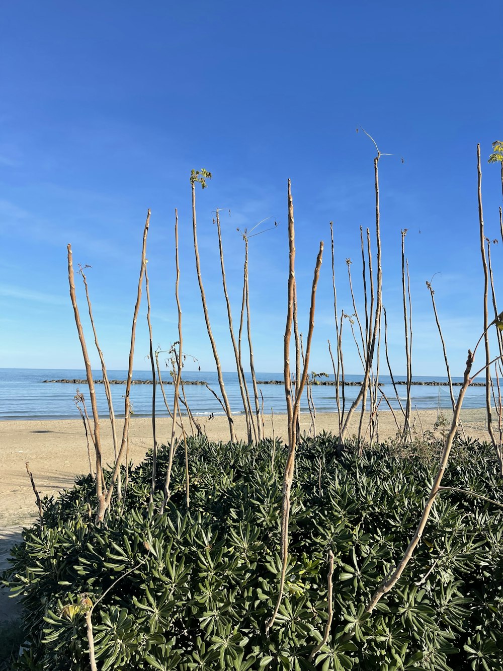 a bunch of plants that are by the beach