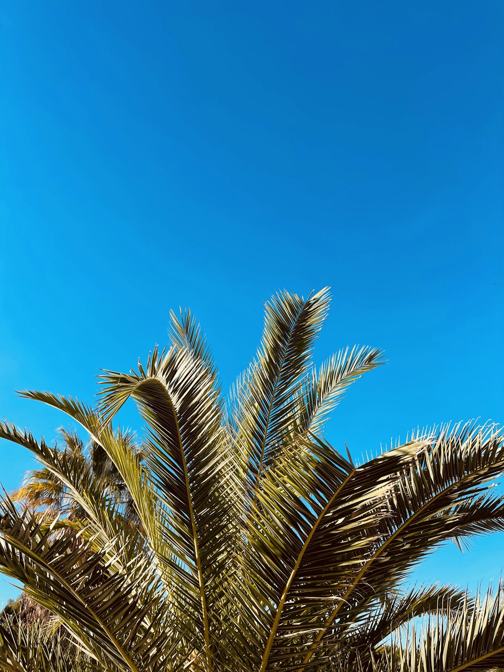 a palm tree with a blue sky in the background