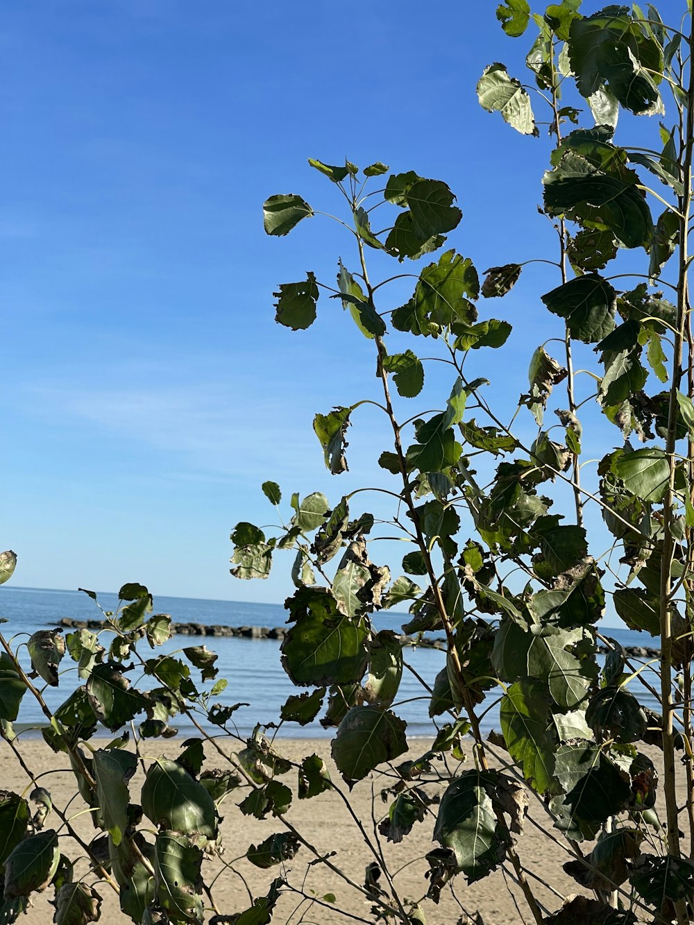 a view of a beach through the leaves of a tree