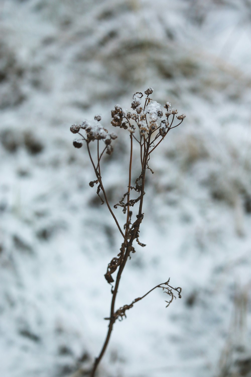 a plant with small flowers in front of a body of water