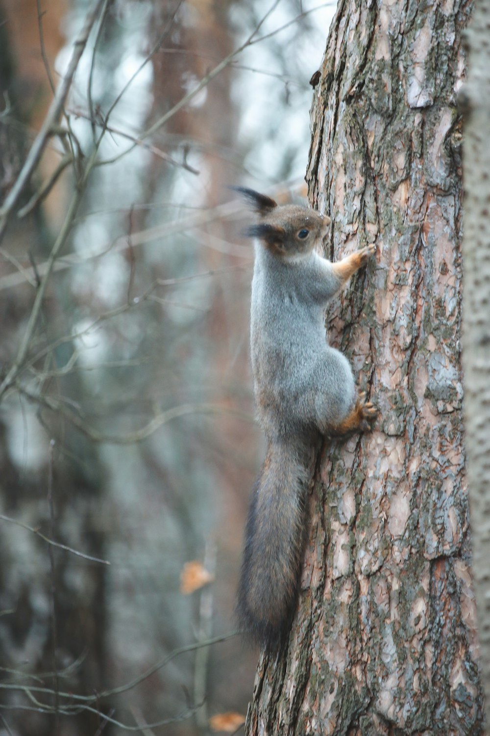 a squirrel climbing up the side of a tree