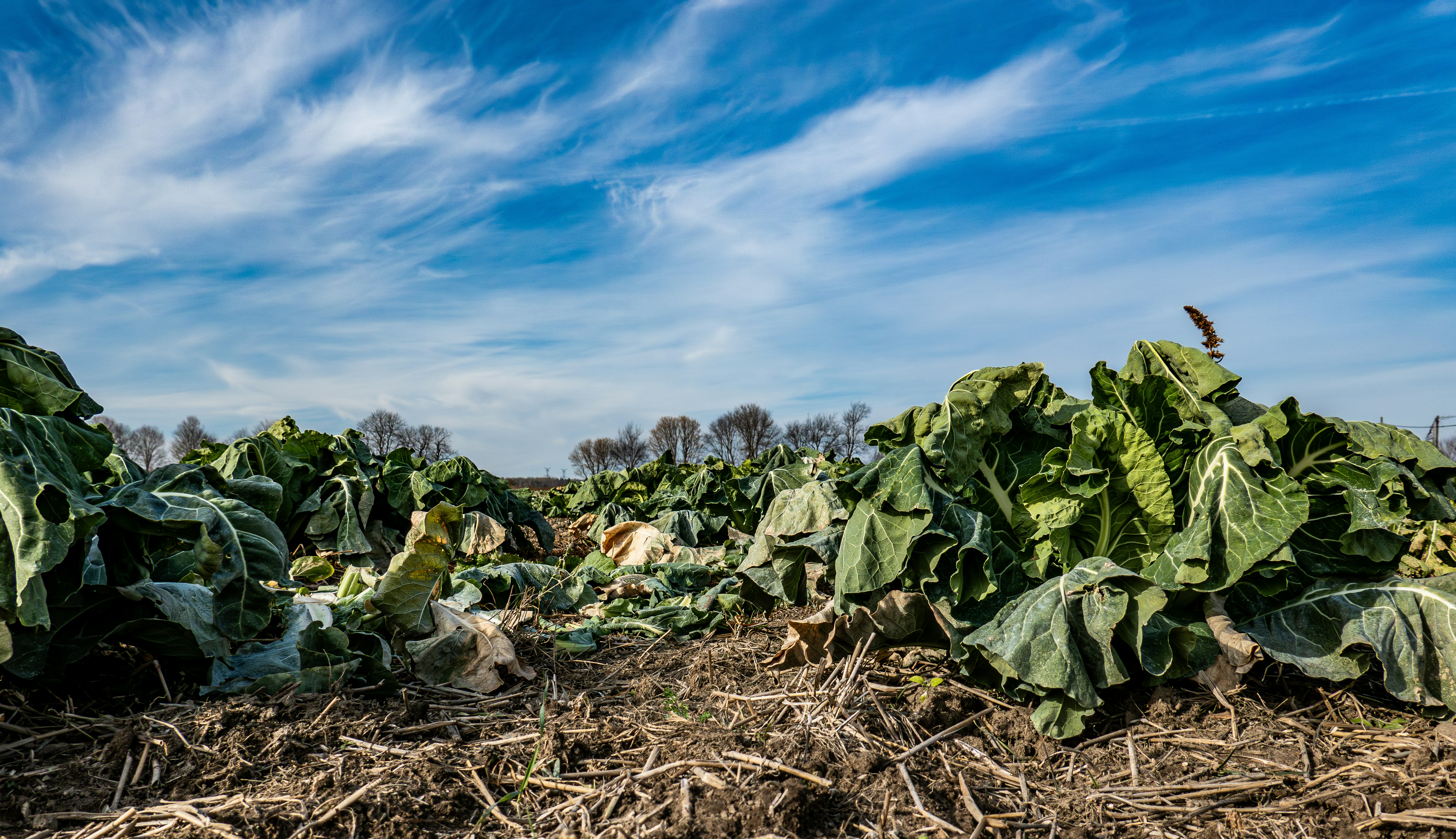 a fall crop of chard with a blue sky background