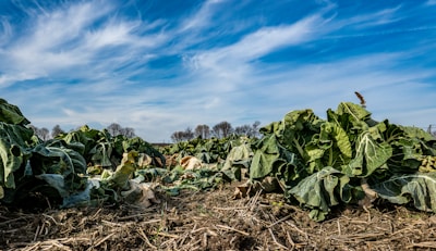 A field of green leafy plants with cloudy blue skies and trees in the background. The leaves appear broad and slightly wilted, scattered across dry soil.