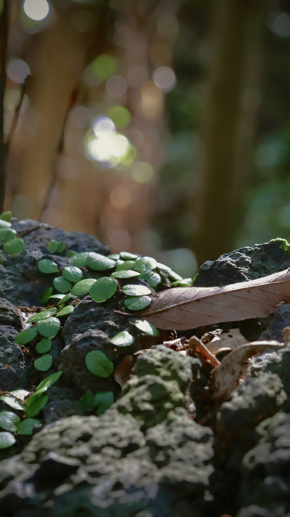 a plant that is growing on some rocks