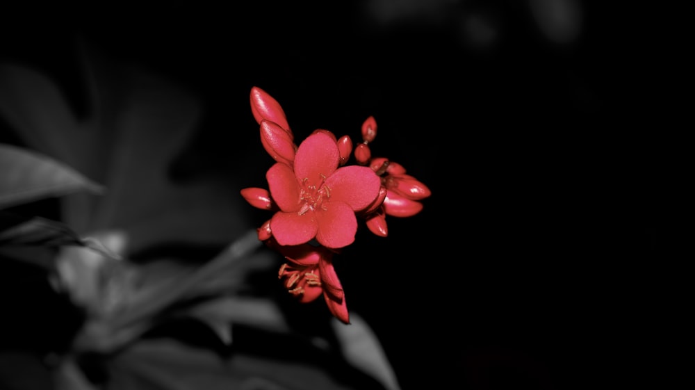 a red flower in a black and white photo