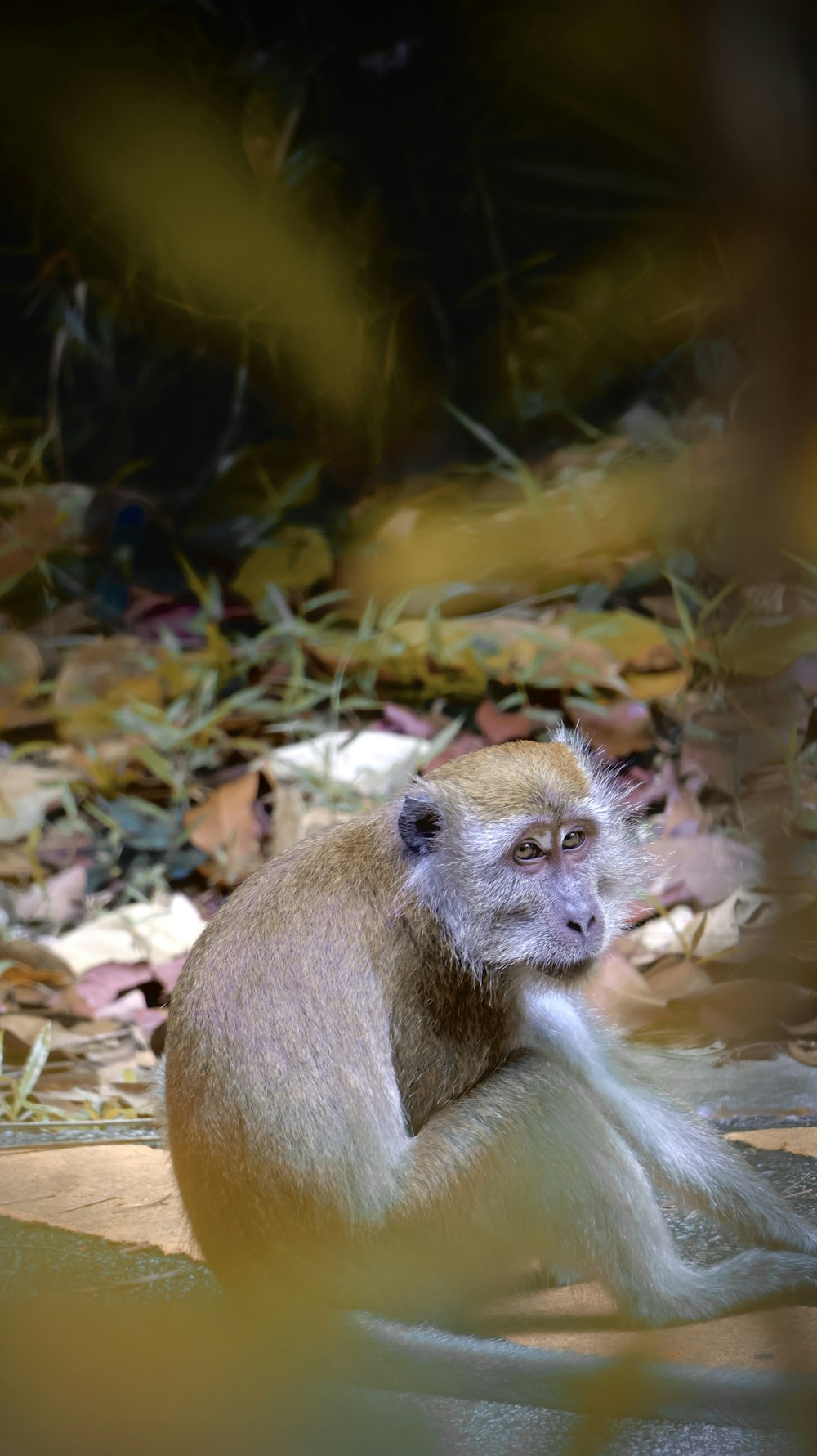 a monkey sitting on the ground in a zoo