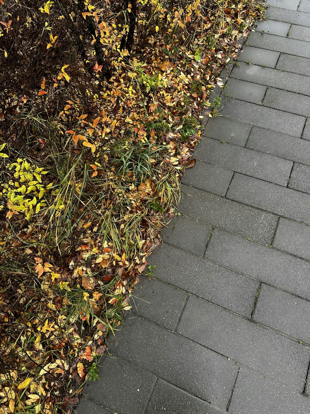 a sidewalk with a bunch of leaves on it