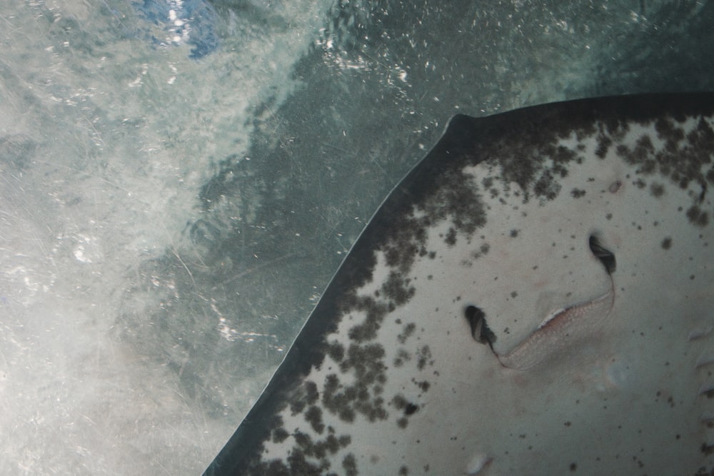 an aerial view of a large animal in the water