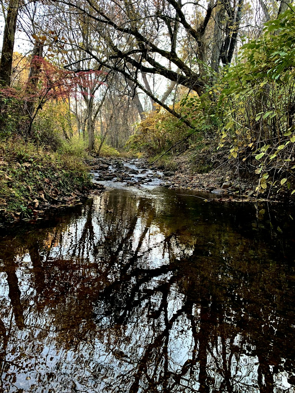 a small stream running through a forest filled with trees