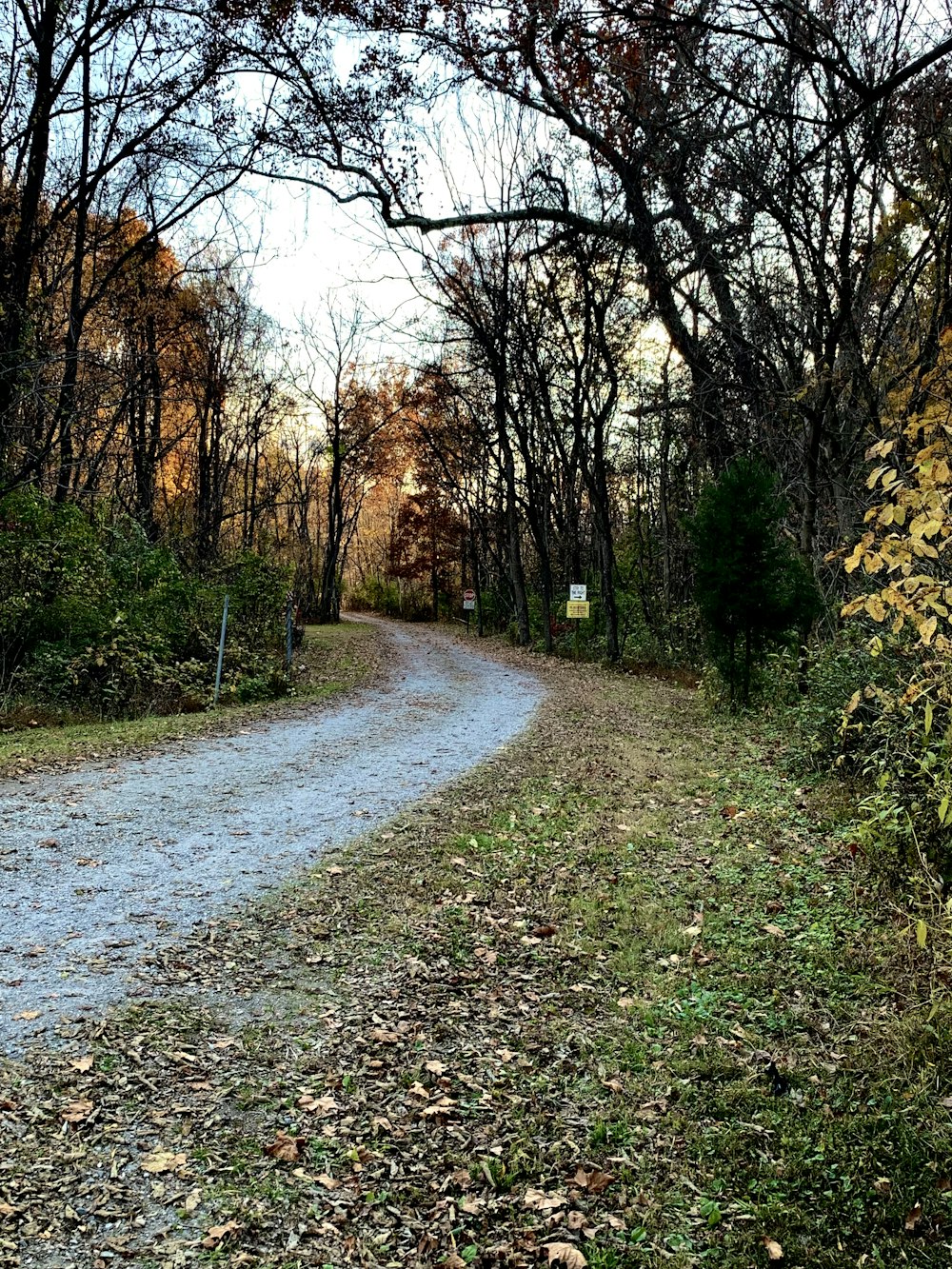 a dirt road in the middle of a wooded area