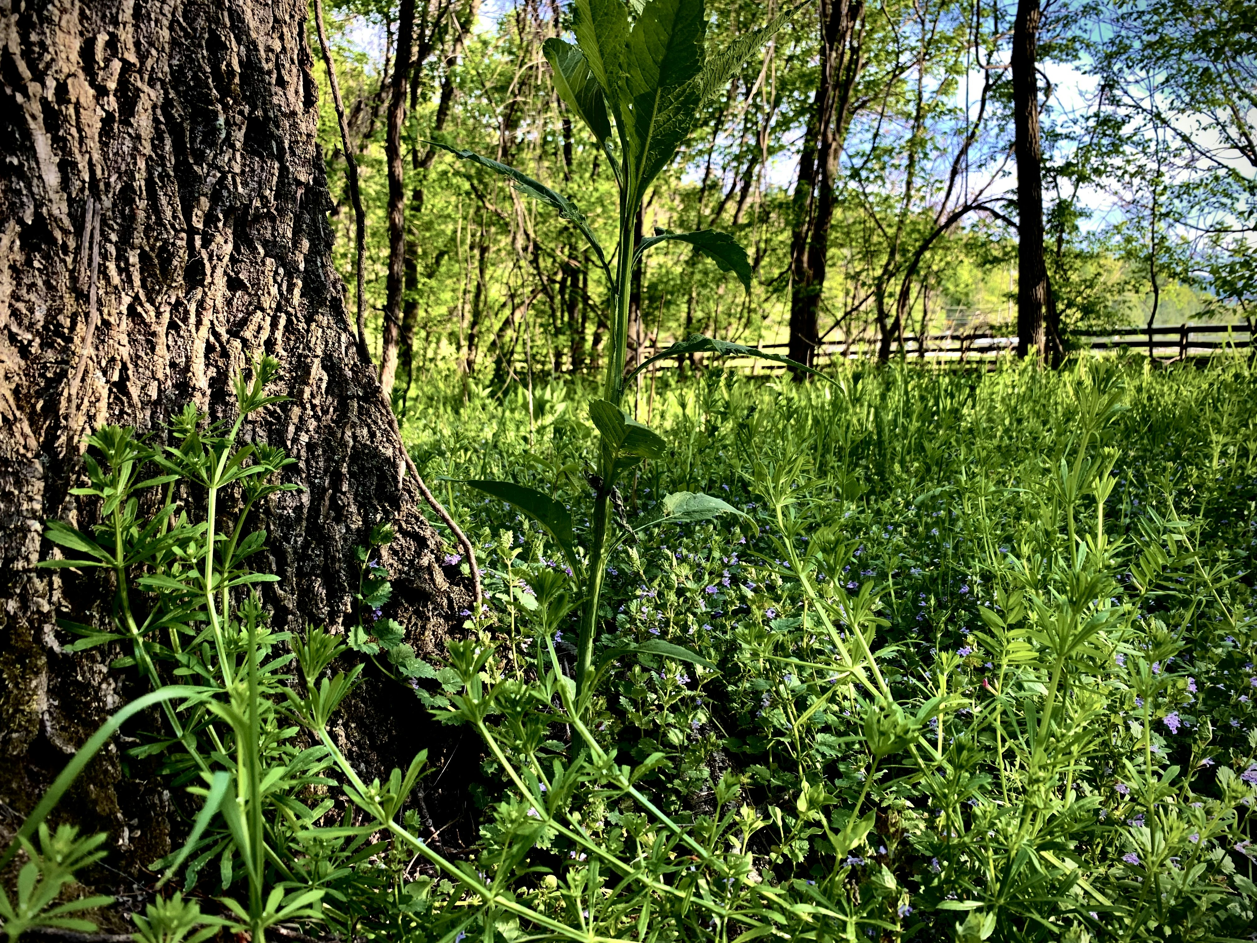 um campo com uma árvore e uma cerca ao fundo