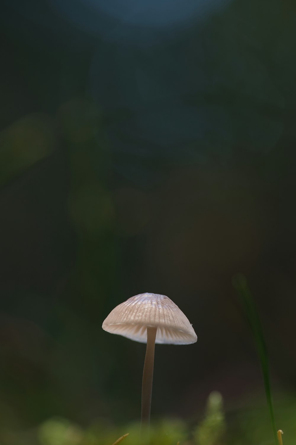 a white mushroom sitting on top of a lush green field