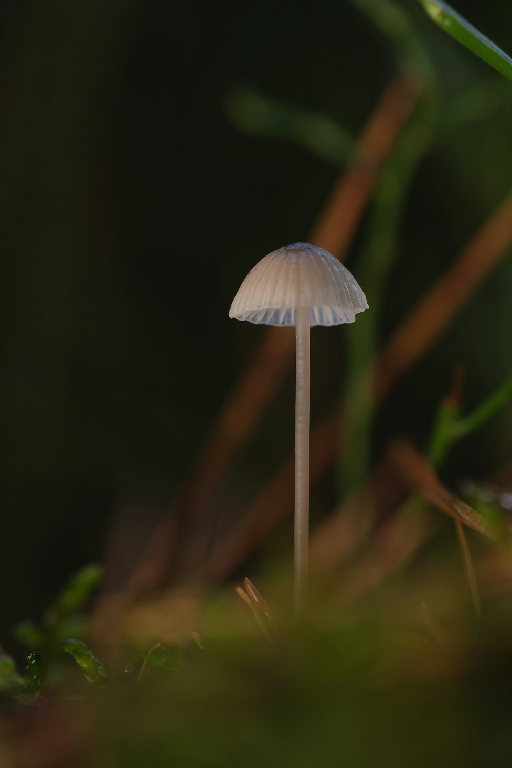 a white mushroom sitting on top of a lush green field