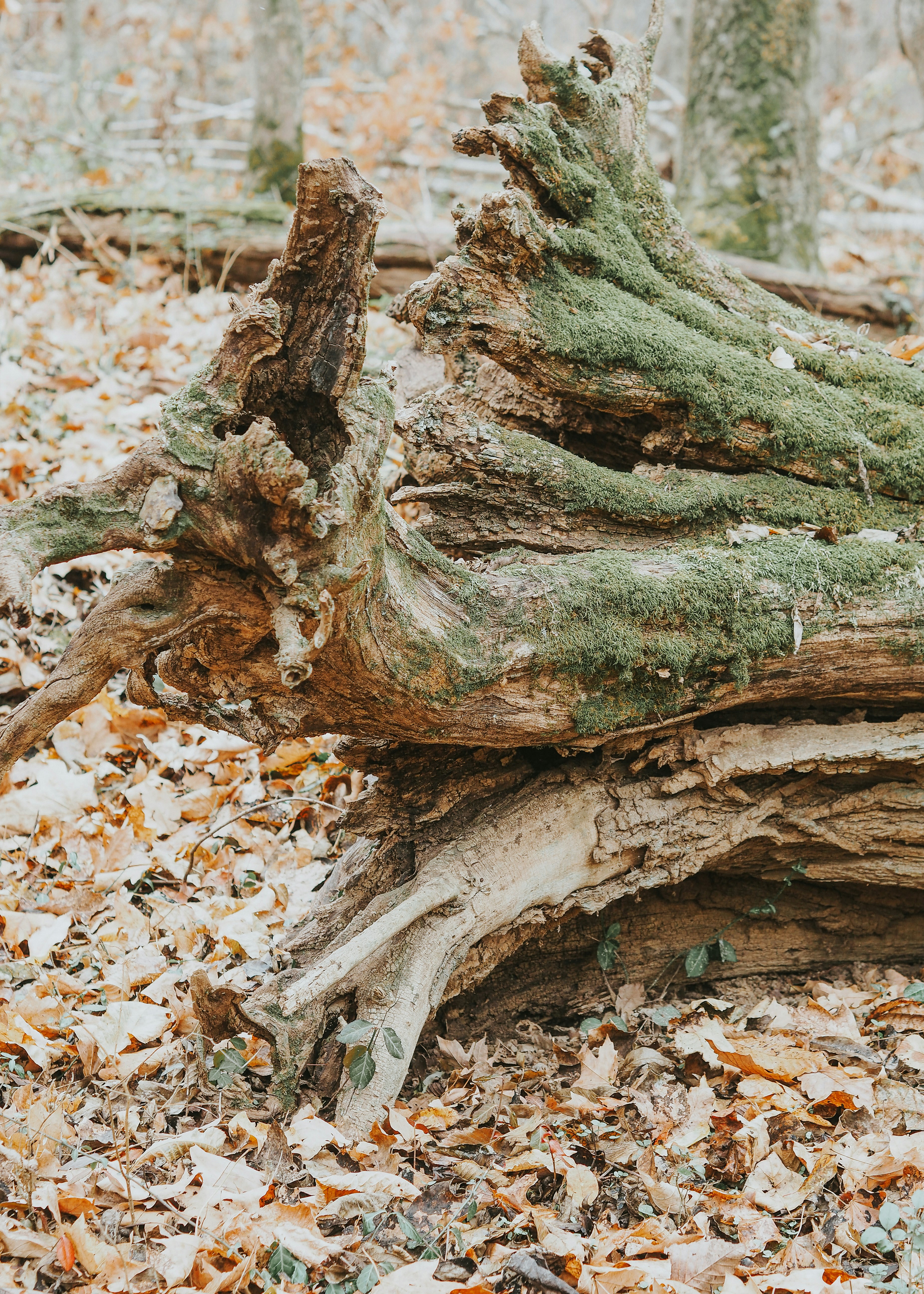 Photo by fieldworkframes