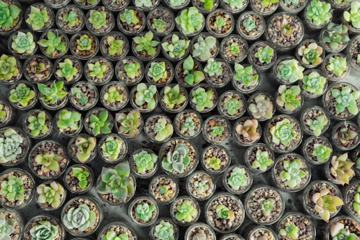a bunch of small green plants in pots