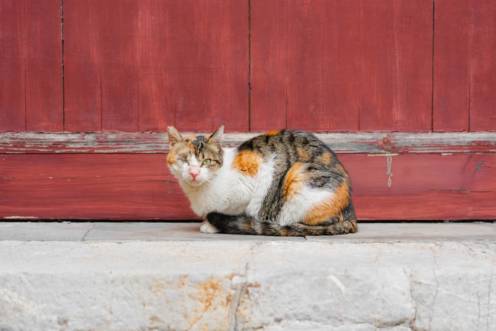a calico cat sitting in front of a red door