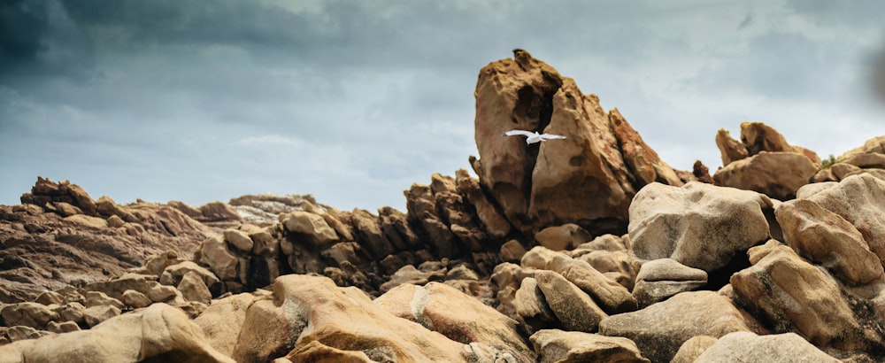 a seagull flying over rocks on a cloudy day