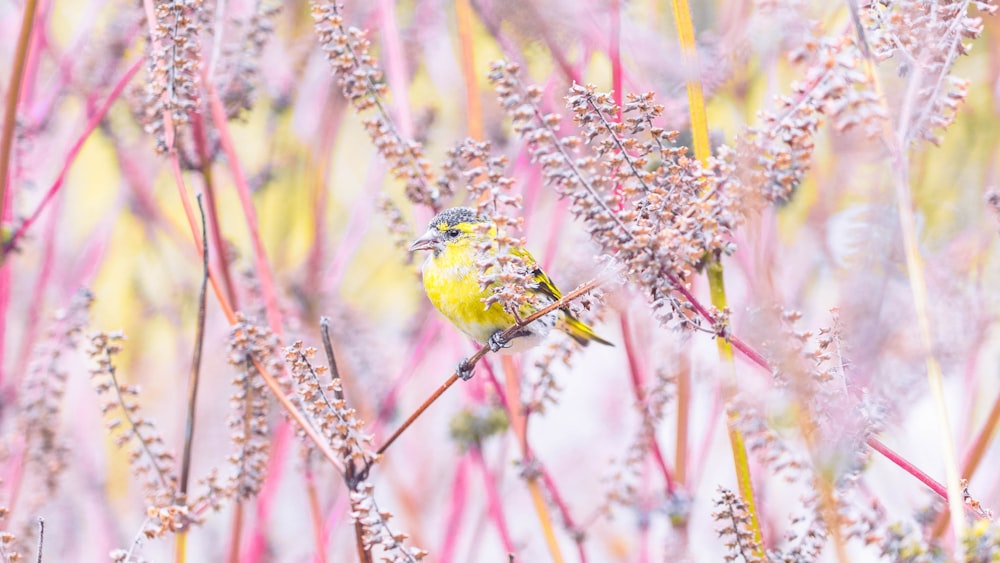 a small yellow bird sitting on top of a purple plant