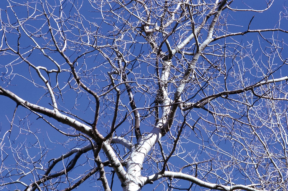 a tree with no leaves and a blue sky in the background