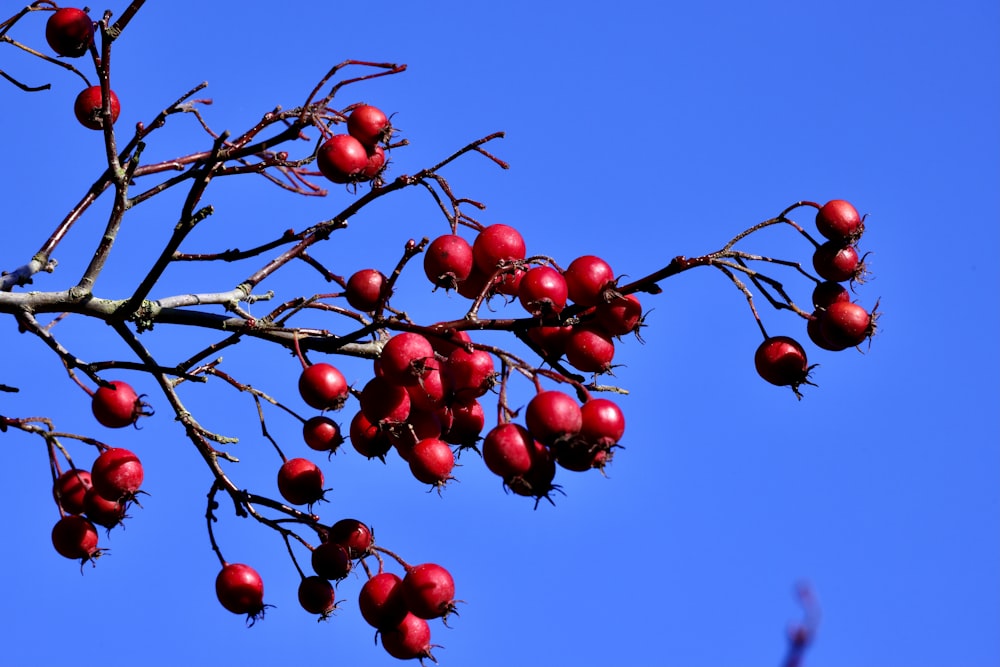 a tree with red berries hanging from it's branches