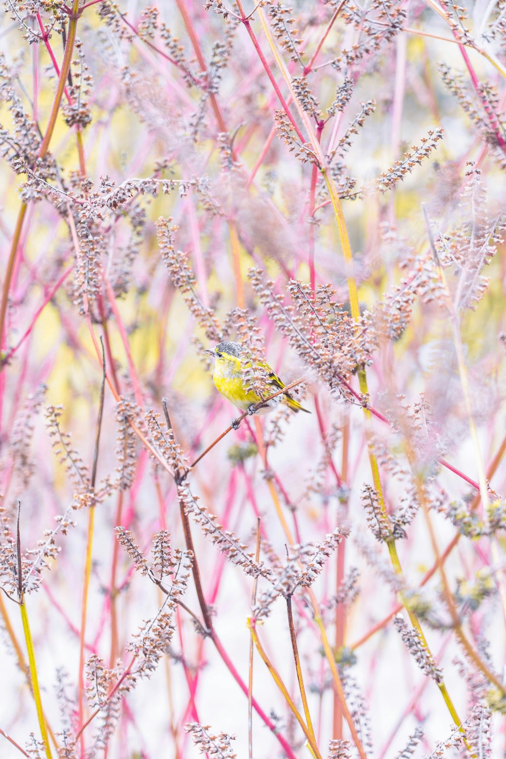 a small yellow bird sitting on top of a plant