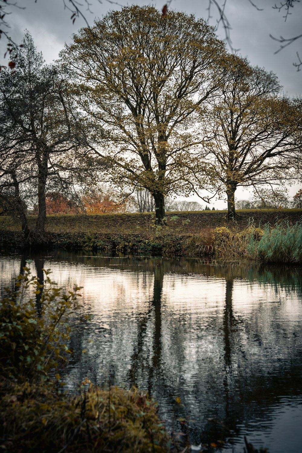 a body of water with trees in the background