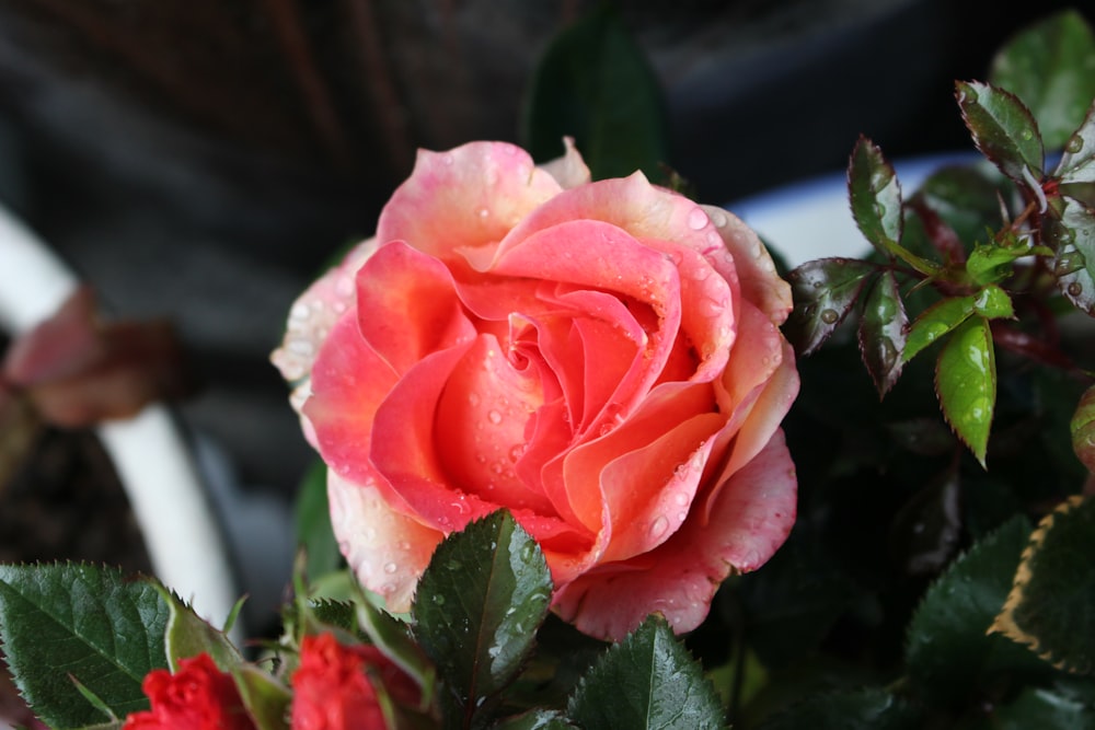 una rosa rosa con gotas de agua
