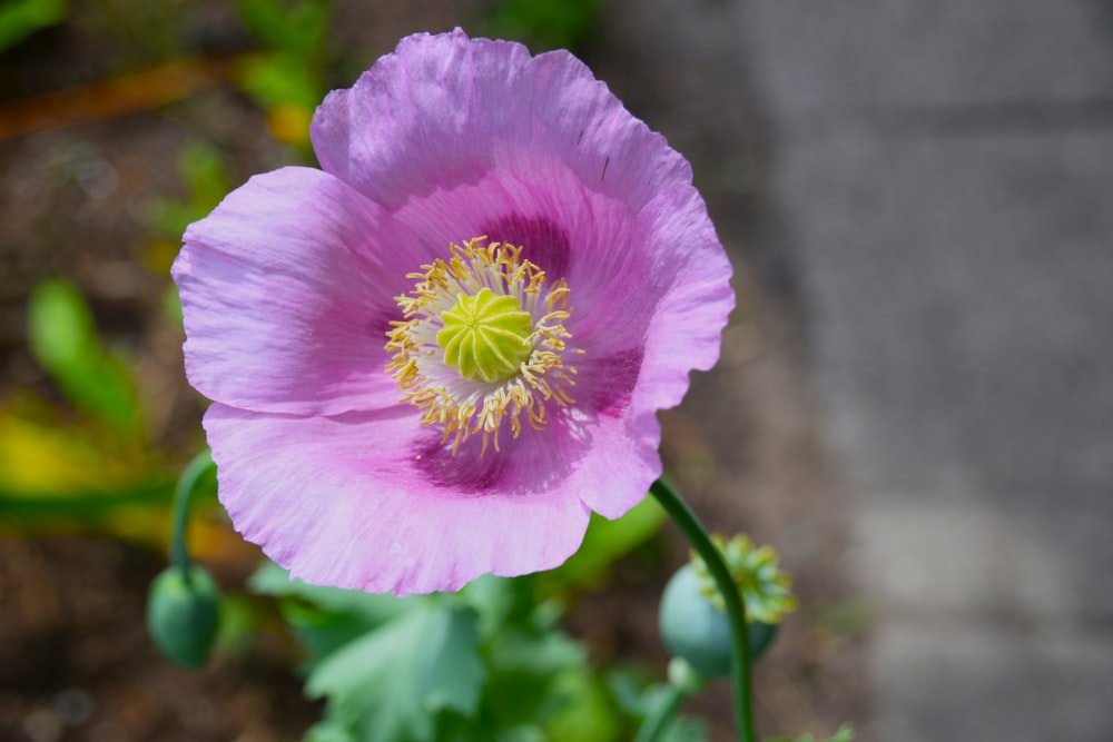 a close up of a pink flower on a plant