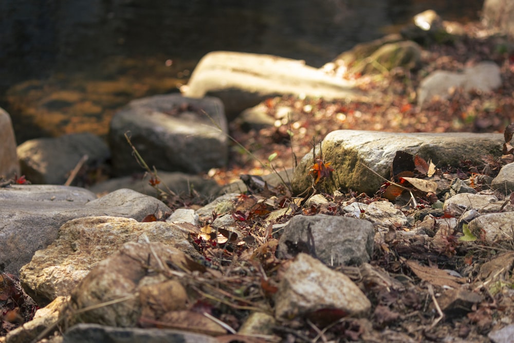 a close up of rocks and leaves on the ground