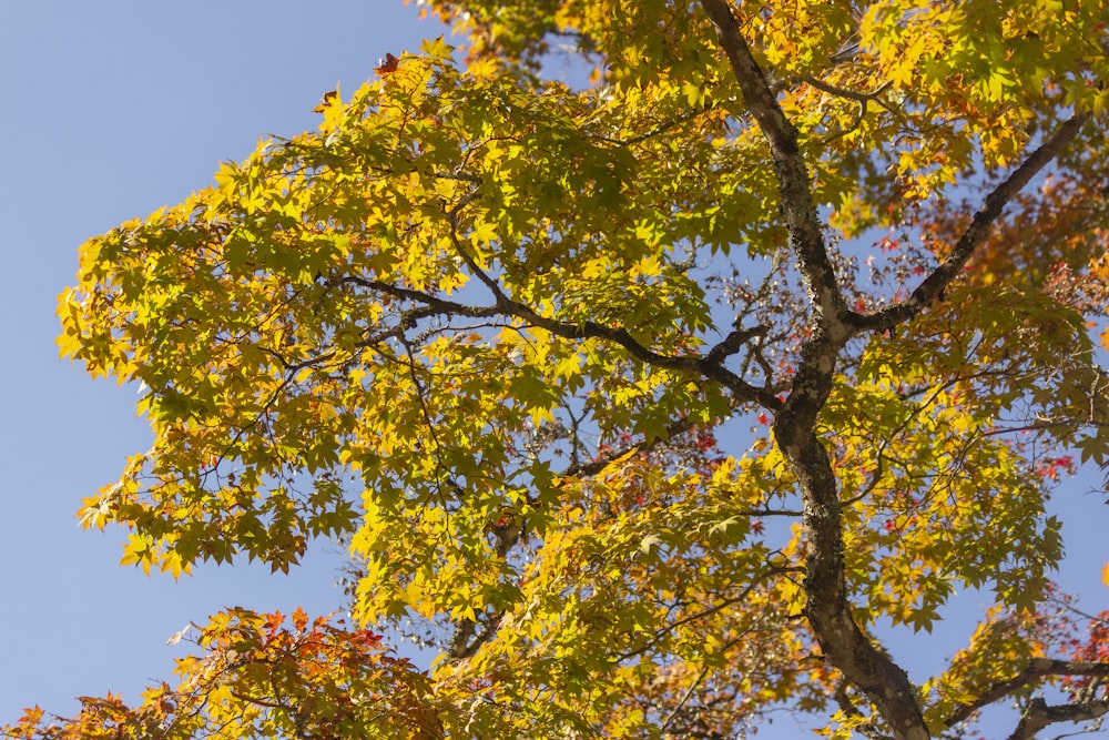 a tree with yellow leaves and a blue sky in the background