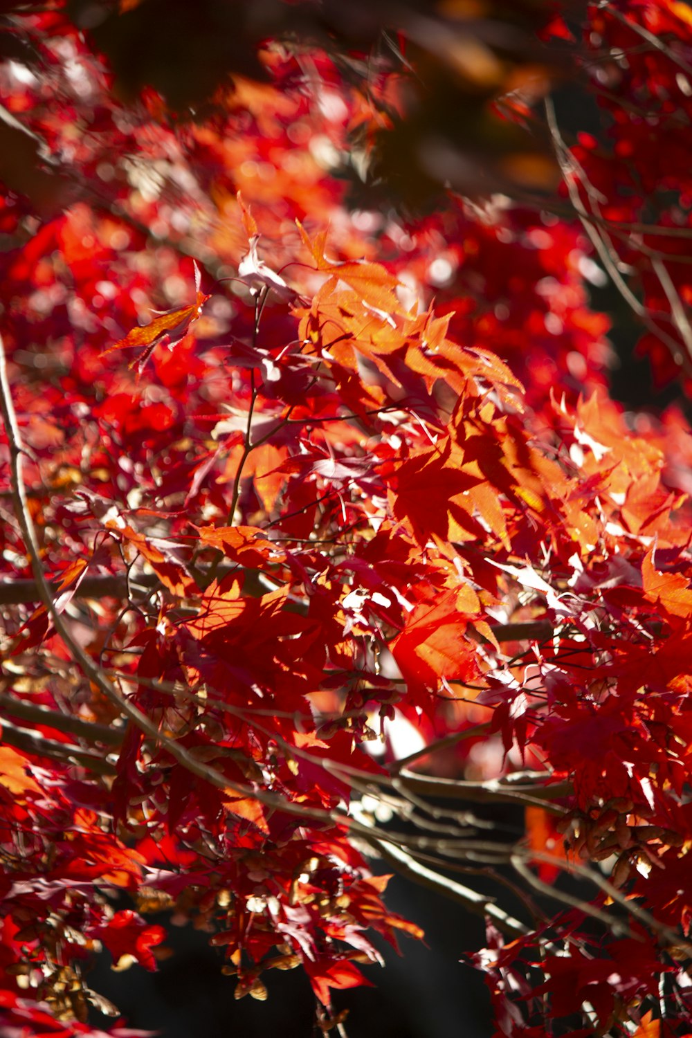 un manojo de hojas rojas en un árbol