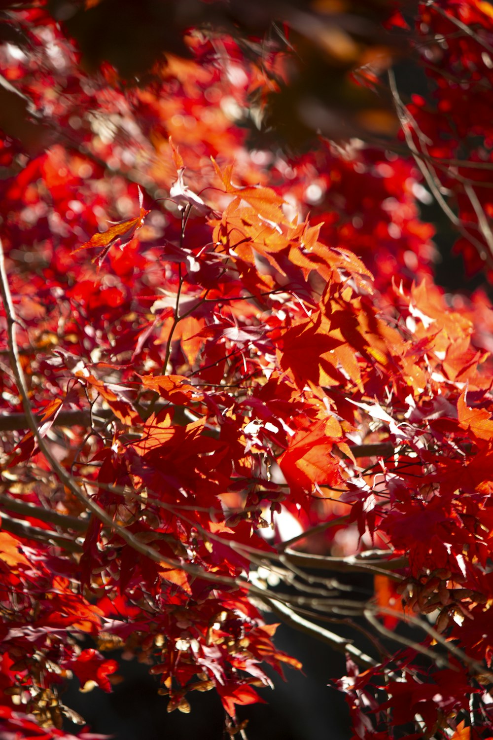 a bunch of red leaves on a tree